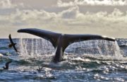 2. HUMPBACK WHALE TAIL FLUKE (┬®Nick Massett) A NOTE FOR NATURE