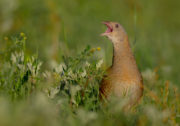 Corncrake,-,Landrail,-,Crex,Crex A NOTE FOR NATURE