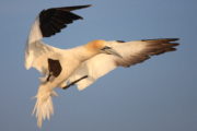 7. Gannet in flight - A NOTE FOR NATURE